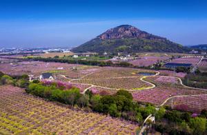 Bright Spring Days, Abundant Peach Blossoms – Let's Embrace Yangshan!