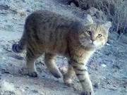Totally Adorable! Endangered Desert Cats Appear in Gansu Dunhuang