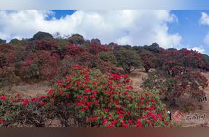 Yunnan Yingjiang Ten Thousand Mu Rhododendron Bloom