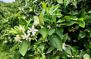 China's Greenest Paradise - Orange Blossom Sea in Jile, Let's 'Cloud View' Together!