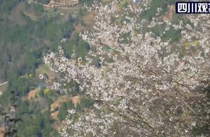 Bloom in Sichuan #31 | Changxi Wild Cherry Blossoms, Aerial Footage