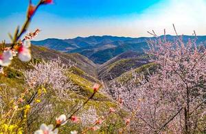 Bad Weather Cancels Mountain Flower Viewing and Kite Flying - Don’t Worry, These Stunning Photos Will Let You Experience Spring at Home