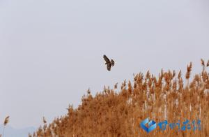Ganzhou: Sparrows Play with Hawks