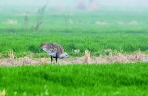 The Rare Bird – The Great Bustard Returns to Huaian, Filling a Gap in Anhui's Ecological Map