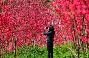 Zhangzhou Port: Hundred-Meter Peach Groves Blooming, Reflecting Spring