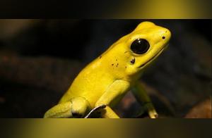 The Most Beautiful Frog in the World – The Golden Poison Dart Frog, Its Poison Can Kill Ten Adults