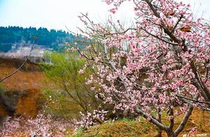 Taian: Spring Flowers Bloom, Spring Vigorously Brings Wonder