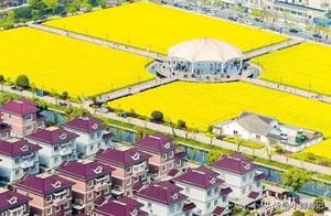 Spring rapeseed viewing in Xiaoshan cannot be missed – come to Gu Liping Town, Hangmin Village, and Bangwan Town, Qinfeng Village