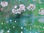 Yesterday like flowers, today like snow