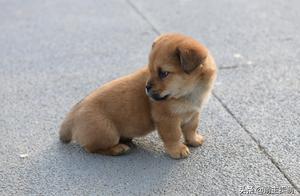 How Should New Dog Owners Care for Their Small Dog?