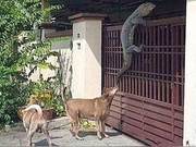 A man thought he had a burglar, but after checking the yard, he exclaimed: 'That's a huge audacity!'
