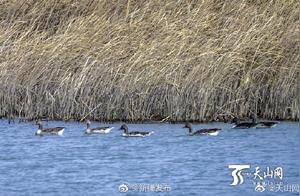 Spring Breezes Reflect Azure Against Blue Sky, Groups of Birds Dance in Yu Li Wetland Park