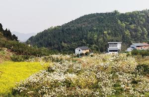 Checking in at the Deep Green Hills: A Perfect Time to Explore the Thousand-Mu Pear Blossom Orchard and Enjoy Spring Scenery