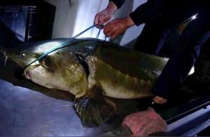 Long 2 Meters! Strange Large Fish Found in Huangyan Changtan Reservoir, Experts Say After Confirmation