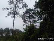 Upper Couple: Monkeys in the Deep Mountains