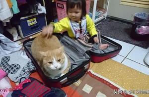 Funny! The Little Master Was 'Badly' Influenced by the Large Orange Cat