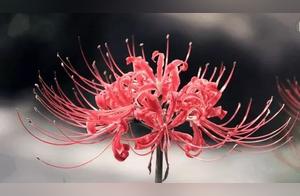 Choose a Baobai Flower Based on Your Intuition to Determine Who in Your Circle is Jealous of You