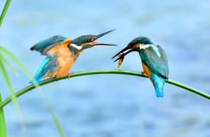 30 Wild Birds Leave Their Footprints in Pingyi River