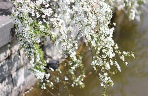 The Most Beautiful Season of Binjiang District's Running Track in Hangzhou – Let's Meet in Advance!