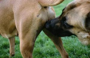 Why Do Dogs Sniff Each Other's Butts? It Actually Means Several Things