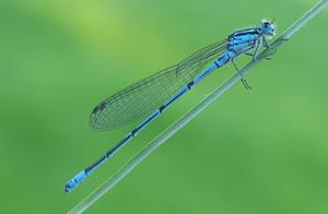 Common Insects – Bean Girl