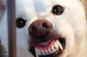 6 Breeds Prone to Biting, Not Suitable for Families with Children