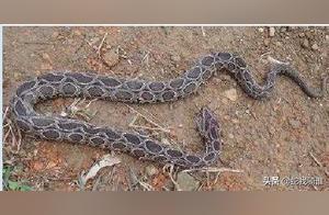 Why is the Round-Scaled Viper Also Called the 'Kidney-Draining' Snake? Is Being Bitten by a Round-Scaled Viper Really 'Kidney-Draining'?