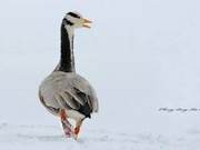 Bar-Headed Geese Fly Across the Himalayas to China's Lowest Point, Ejin Lake