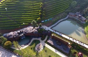 Wuyi: The Fragrant Aroma of Qing Tea, Busy Spring Tea Picking
