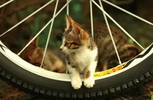 Cat Owners Know Best! What are the Benefits of Owning a Cat?