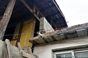 Stealing Vegetables, Climbing Buildings, and Adorable! Mou County: 'Senior Brother' Gets Lost in the City, Police Escort 'Home'!