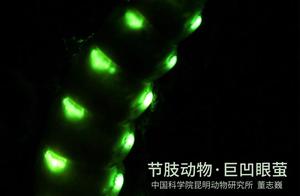 Entomology Encyclopedia: Giant-Eyed Fireflies – Before and After ‘Makeup’ Reveals Two Distinct Insects