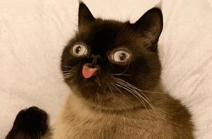 Don't Spit, Don't Complain, Extremely Cute – Because of Its Appearance Being Abandoned and Treated Like a Treasure