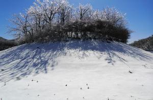 Highest Peak in Northwest Zhejiang 'Silver-Wrapped White' Chinese Serows Spotted in Jiangnan Camellia Deer