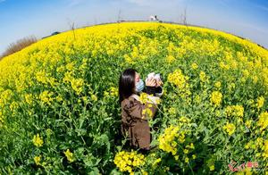 Magnificent Oilseed Flower Sea, a Picture-like Landscape