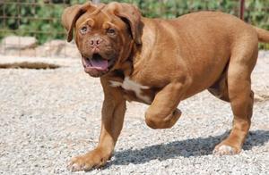 The Most Ferocious and Dominant Ancestor of English Mastiffs