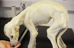 The Skinniest Dog in the World, Now Living Like This After Being Adopted by a Beautiful Woman