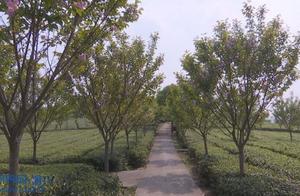 Chongqing Rongchang: Tea Garden Cherry Blossoms Bloom – Pink Like a Sunset, Beautiful Like a Painting