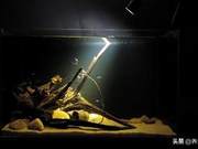 How to Choose a Fish Tank Lamp? Different Styles of Fish Tanks Require Different Lamps