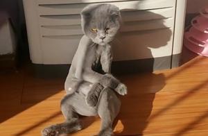 The Owner Shaved the Cat's Fur Hoping to Make it More Beautiful, But It Turned into a Sickly Appearance