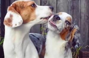 Dog Sisters: Lifetime Best Friends