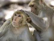 Wild Monkeys with Deadly Herpes Virus Spreading in Florida, Causing Panic