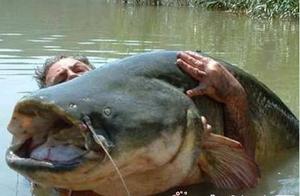 Giant Six-Haired Catfish