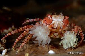 Boxing Crabs and Sea Anemones: A Cruel Secret