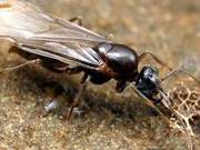 Flying Ants