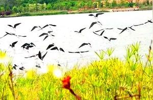 Kaiyuan Phoenix Lake Presents 'Hundred Birds Gathering at Phoenix Lake' Beauty – A Poetic and Picturesque Scene