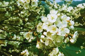 I want to take you to Baihe County to see cherry blossoms when they bloom.