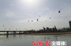 The Ecology is Getting Better! Over 100 Little Fairies Make Their Home on the Wei River in Baoji