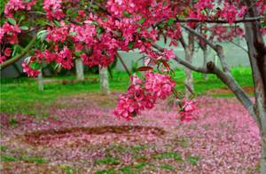 A Night of Wind and Rain; How Many Flowers Fell?