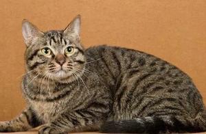 Did Toys Tiger Cats, Bred by Experts for Decades, Outshine China’s Lynx Cats?